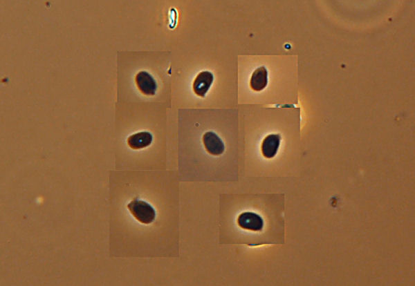 Un Phellinus da determinare-foto0381(Phellinus ferruginosus)